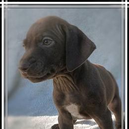 Male 6 - Liver male German Shorthaired Pointer puppy in Laporte, Minnesota from Northern Odyssey Gun Dogs