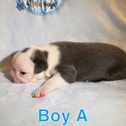 Baby boy A - Blue male Boston Terrier puppy in Pine Prairie, Louisiana from Candi's Boston Terriers