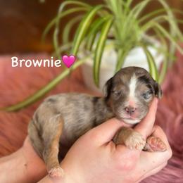 Brownie - Blue merle female Aussiedoodle puppy in Lancaster, Minnesota from Finney Ranch