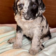 Double Doodle and Labradoodle Puppies from Molly’s Doodles