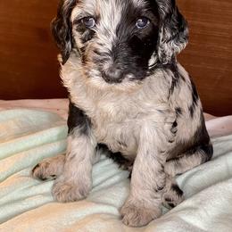 Double Doodle and Labradoodle Puppies from Molly’s Doodles