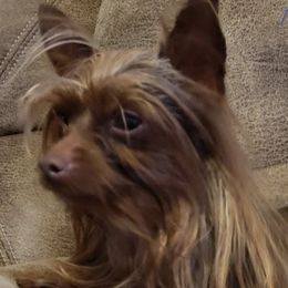 Hershey - Yorkshire Terrier