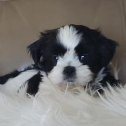 Bandit - Black and white male Shih Tzu puppy in Peoria, Arizona from Shihtzucircusaz
