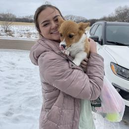 Pembroke Welsh Corgi Puppies from Gotta Chase Em All Corgis