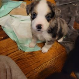 Miniature Australian Shepherd Puppies from TC Farms Stock Dogs
