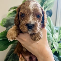 Cavapoo Puppies from Ruby's Cavapoos