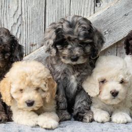 Cockapoo puppies from Sweet Home Doodles
