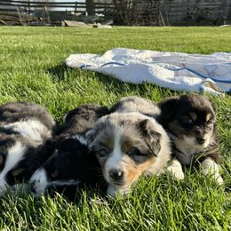 Australian Shepherd Puppies from White Silo Aussies