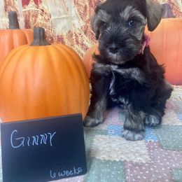 Miniature Schnauzer Puppies from Stellar Schnauzers