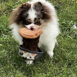 Pomeranian puppies from Glow Up Pomeranians