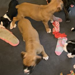 Boxer All Grown Up from Cote's Boxers