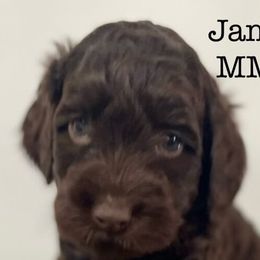 Boy 1 - Chocolate Australian Labradoodle puppy in Easley, South Carolina from Royal Diamond Labradoodles
