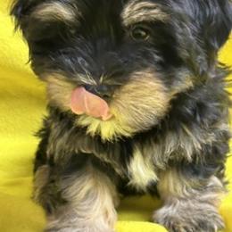 King Felipe (Flip) OF A ROYAL HAVANESE COURT - Black brindle male Havanese puppy in North Richland Hills, Texas from A Royal Havanese Court