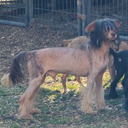 Harry - Chinese Crested