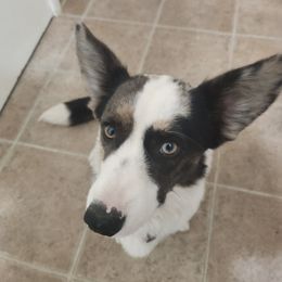 Nova - Cardigan Welsh Corgi