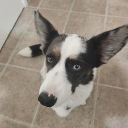 Nova - Cardigan Welsh Corgi
