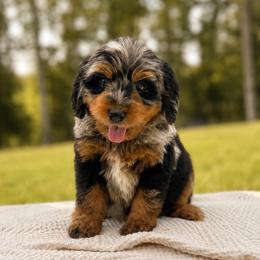 Shenandoah - Merle female Bernedoodle puppy in Travelers Rest, South Carolina from Bernedoodle.do
