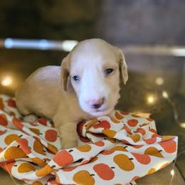 Janis Joplin - Cream female Dachshund puppy in Mayport, Pennsylvania from Debbie's Dachshunds