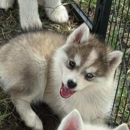 Taffy - Silver female Pomsky puppy in Krum, Texas from Paw-Some Pomskies