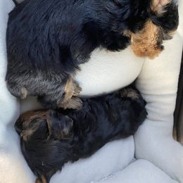 Yorkshire Terrier Puppies from Joy Riley's Yorkies