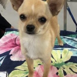 Chihuahuas from Southern Hills Chihuahuas