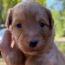 Tammy - Red female Aussiedoodle puppy in Allardt, Tennessee from Hearth&Hound Doodles
