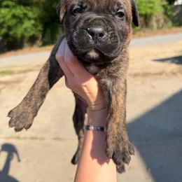 Orange - Chestnut brindle male Cane Corso puppy in Opelousas, Louisiana from Azelees Cane Corso