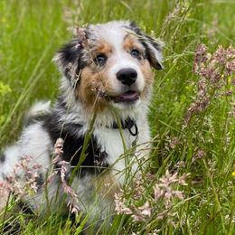 Australian Shepherds from Windy City Aussies