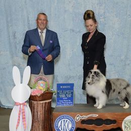 CH Symphany Supernatural - Blue merle and white male Shetland Sheepdog puppy in Seminole, Oklahoma from Symphony Shelties