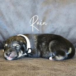 Rain - Agouti and white female Alaskan Malamute puppy in Brookwood, Alabama from Sunset Malamutes