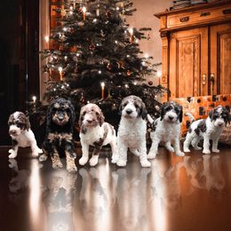 Goldendoodle Puppies from Two Ps in a Pod