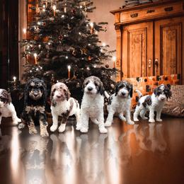 Goldendoodle Puppies from Two Ps in a Pod