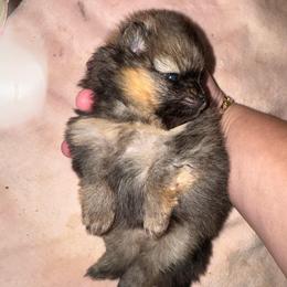 River - Orange sable female Pomeranian puppy in North Port, Florida from POMRITA POM’S