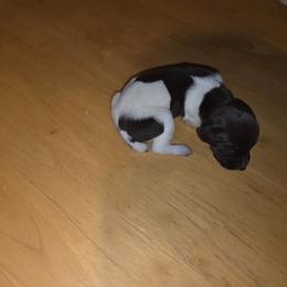 Girl  3 - Liver roan female German Shorthaired Pointer puppy in Banning, California from ⭐🦆 So Cal on Point GSP'S🇺🇲🇩🇪 lg