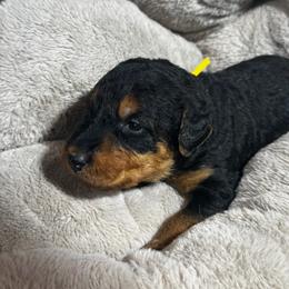 Miss Yellow - Black and tan female Airedale Terrier puppy in Mooresville, North Carolina from Farm 55