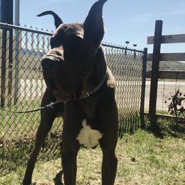 Stryker - Great Dane