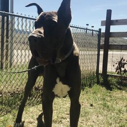 Stryker - Great Dane