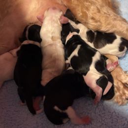 Cocker Spaniels from Middle Ga Cockers