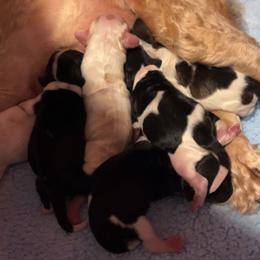 Cocker Spaniels from Middle Ga Cockers