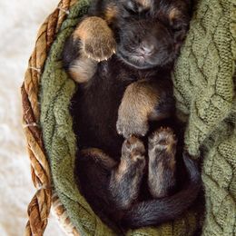 German Shepherd Puppies from Platz German Shepherds
