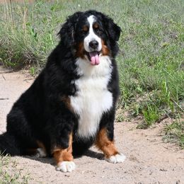 Tikka - Bernese Mountain Dog