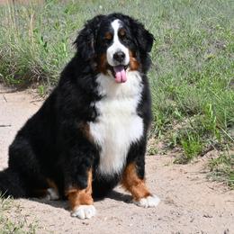 Tikka - Bernese Mountain Dog