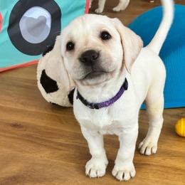 Girl 3 Purple - Yellow female Labrador Retriever puppy in Santa Clarita, California from Five Star Labradors