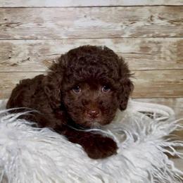 Goldendoodle puppies from Gracie Doodle