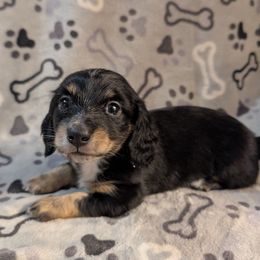 Souffle the Black and Cream with White Boy - Black and cream male Dachshund puppy in Pelion, South Carolina from Doitsujin Dachshunds