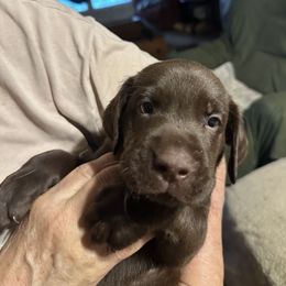 Girl 1 - Chocolate female Labrador Retriever puppy in Philadelphia, Mississippi from Pearl River Retrivers