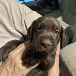 Girl 1 - Chocolate female Labrador Retriever puppy in Philadelphia, Mississippi from Pearl River Retrivers