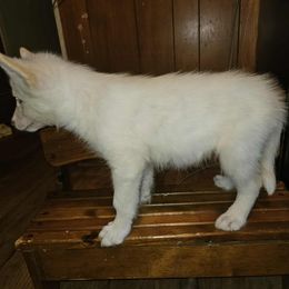 Siberian Husky Puppies from Jackson's Siberians