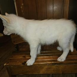 Siberian Husky Puppies from Jackson's Siberians