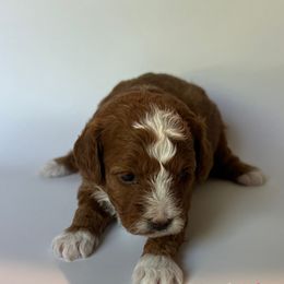 Poodle Puppies from The Sweet Life of a Toy Poodle